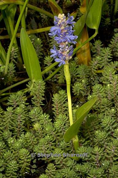 pontederia cordata 4 graphic